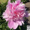 Paeonia lactiflora 'Monsieur Jules Elie' - Valgeõieline pojeng 'Monsieur Jules Elie' C7/7L